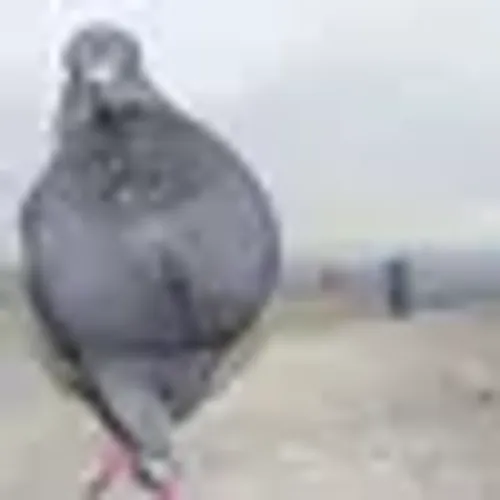 photo of Latif