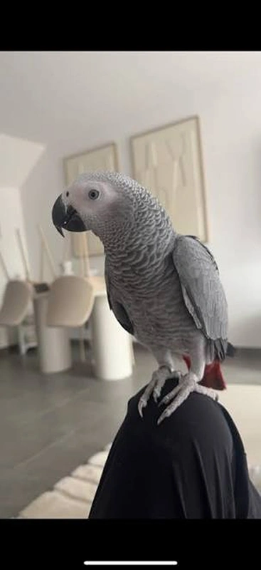 Paul